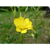 Common Evening Primrose Seeds (Certified Organic)