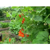 Scarlet Runner Bean Seeds (Certified Organic)