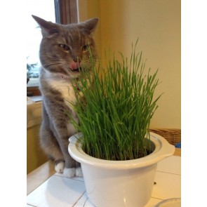 Wheatgrass / Catgrass Plant (4