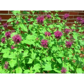Bee Balm 'Purple Rooster' Seeds (Certified Organic)