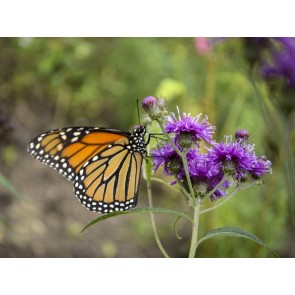 New York Ironweed