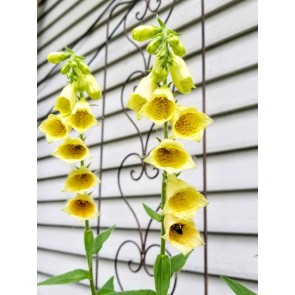 Small Yellow Foxglove