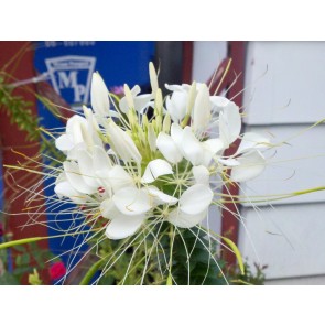 Spider Flower 'White Queen' Seeds (Certified Organic)