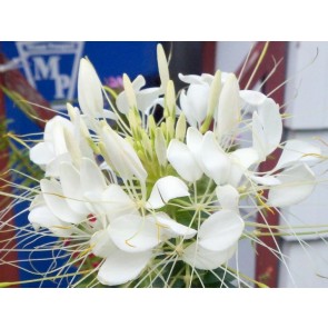 Spider Flower 'White Queen'