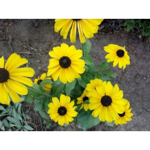 Black-Eyed Susan 'Indian Summer' Seeds (Certified Organic)