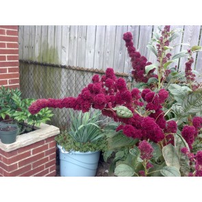 Amaranth 'Elephant Head'