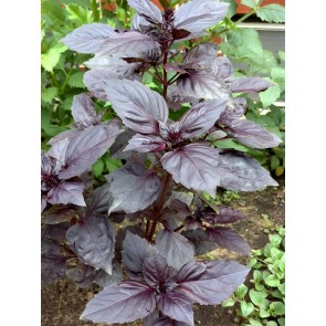 Basil 'Dark Opal' Seeds (Certified Organic)