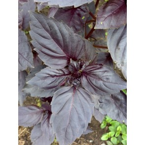 Basil 'Dark Opal'