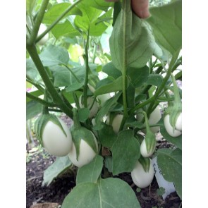 Easter Egg Plant 