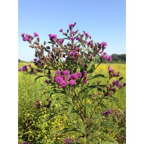 New York Ironweed Seeds (Certified Organic)