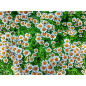 Feverfew