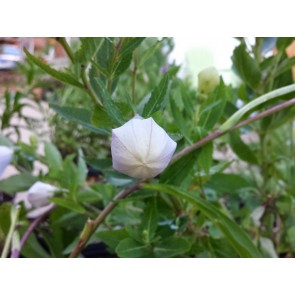 Balloon Flower Mix (Purple and White) Seeds (Certified Organic)