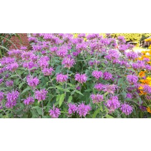 Bee Balm 'Marshall's Delight' 