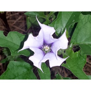 Datura AKA Devil's Trumpet (White w/ Purple Throat)