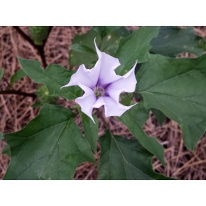 Datura AKA Devil's Trumpet (White w/ Purple Throat) Seeds (Certified Organic)