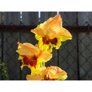 Gladiolus 'Jester' Cormels - Shipping 2025 Spring - Harvested on our Farm - USDA Certified Organic