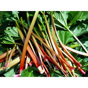 Rhubarb