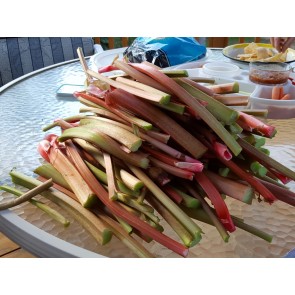 Rhubarb Seeds (Certified Organic)