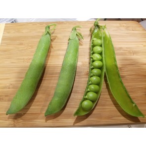 Pea 'Jumbo' Seeds (Certified Organic)