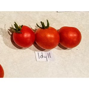 Tomato 'Idyll' Seeds (Certified Organic)