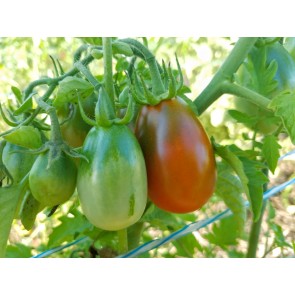 Tomato 'De Barao Chornyy' AKA 'Chocolate Berry' Seeds (Certified Organic)