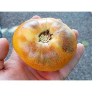 Tomato 'Purple Smudge, Orange Fleshed' Seeds (Certified Organic)