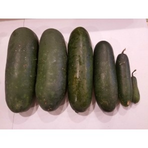 Mao Qua AKA Fuzzy Gourd 