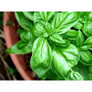 Sweet Basil, Common 