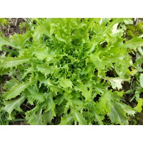 Endive 'Green Curled Ruffec' Seeds (Certified Organic)