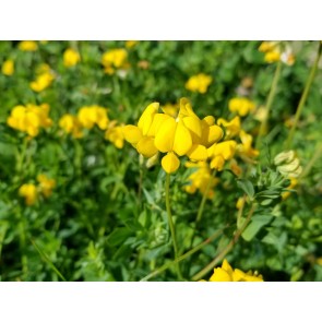 Bird's Foot Trefoil 