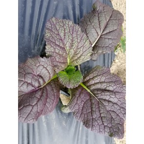 Broad-leaved Mustard 'Red Giant' Seeds (Certified Organic)