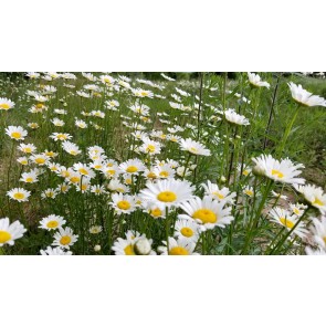 Roman Chamomile Seeds (Certified Organic)