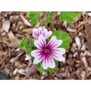 Mallow/French Hollyhock 'Zebrina' Seeds (Certified Organic)