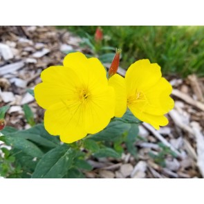 Narrow-Leaved Sundrops Seeds (Certified Organic)