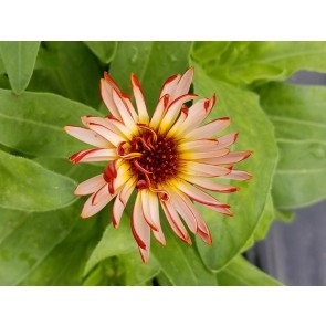 Calendula ‘Sherbet Fizz’ Seeds (Certified Organic)