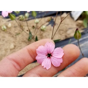 Soapwort AKA Dairy Pink ‘Pink Beauty’