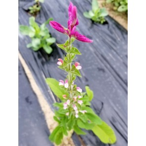 Salvia 'Marble Arch Rose' Seeds (Certified Organic)