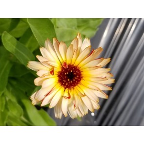 Calendula ‘Sherbet Fizz’