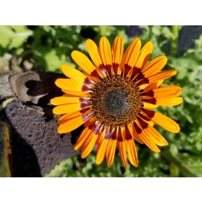 Cape Daisy AKA Monarch of the Veldt ‘Orange Prince’ Seeds (Certified Organic)