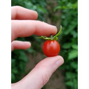 Tomato 'Koralik' Seeds (Certified Organic)