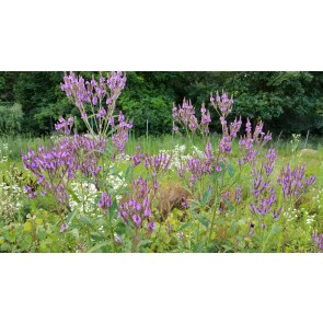 Blue Vervain Seeds (Certified Organic)