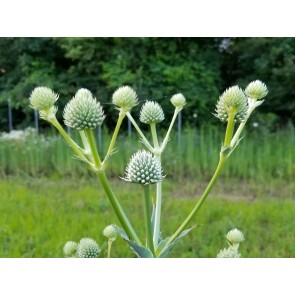 Rattlesnake Master 