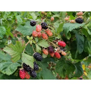 Wild Blackberry Plant