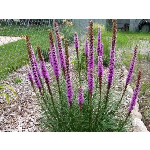 Purple Blazing Star AKA Liatris Seeds (Certified Organic)