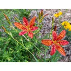 Orange Blackberry Lily Seeds (Certified Organic)