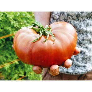 Tomato 'Brad's Black Heart Beefsteak Cross' Seeds (Certified Organic)