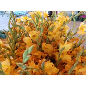 Gladiolus 'Boone' Cormels - Shipping 2025 Spring - Harvested on our Farm - USDA Certified Organic