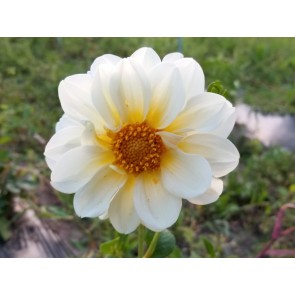 Dahlia, Mixed Colors Seeds (Certified Organic)