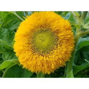 Sunflower 'Teddy Bear' Seeds (Certified Organic)