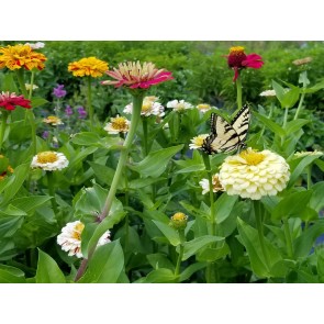 Zinnia 'Candy Cane Mix' Seeds (Certified Organic)